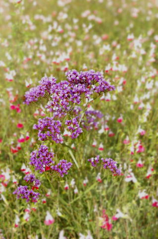 Flower01